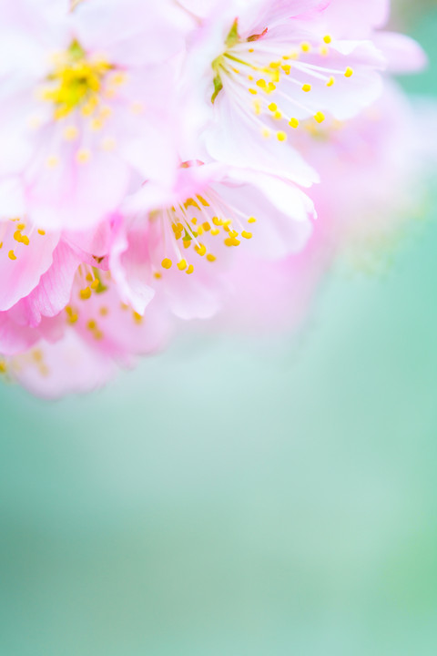 春めきの桜 (足柄桜)