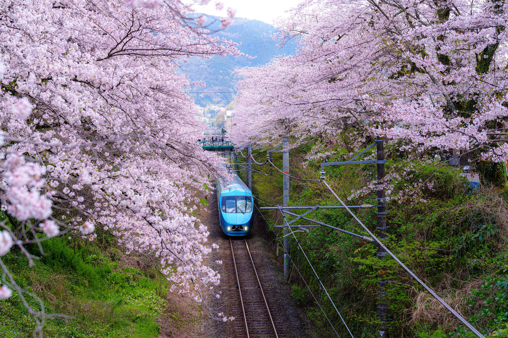 山北 満開の桜とロマンスカーふじさん号