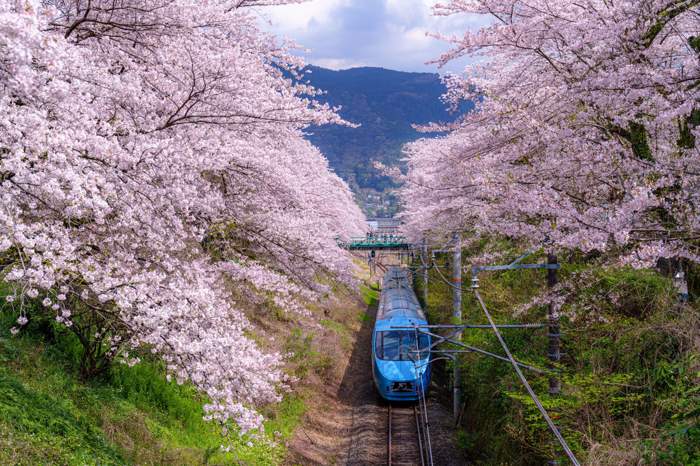 山北 満開の桜とロマンスカーふじさん号
