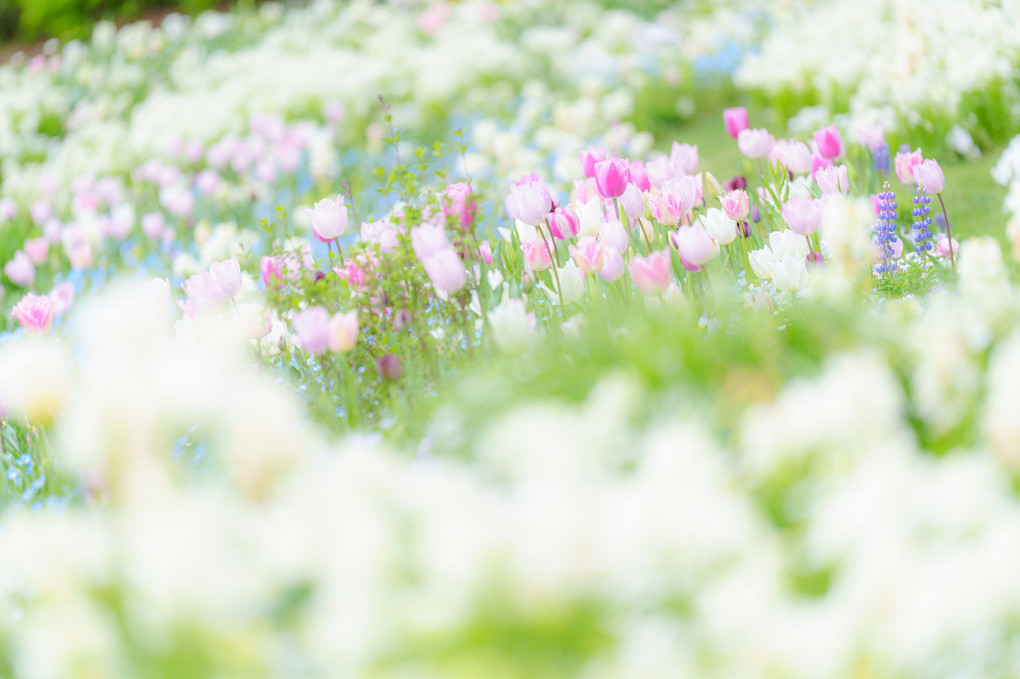 里山ガーデン ～ 春色チューリップ
