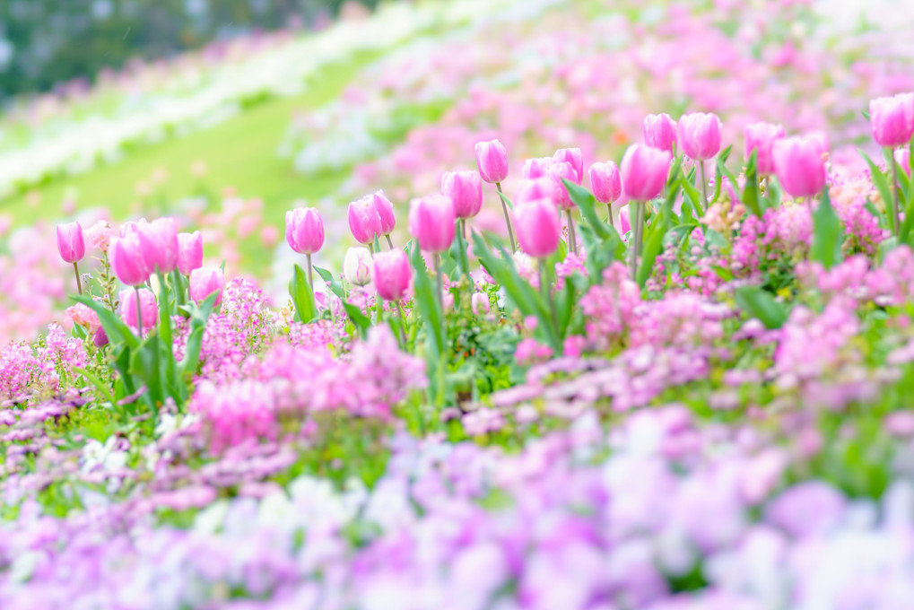 里山ガーデン ～ 春色チューリップ