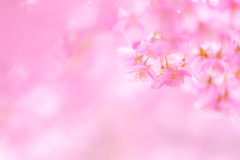 春色河津桜