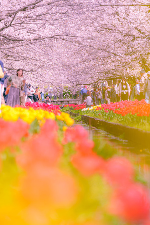 桜＆チューリップ 春の彩り