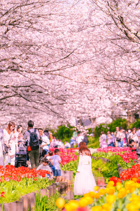 桜＆チューリップ 春の彩り