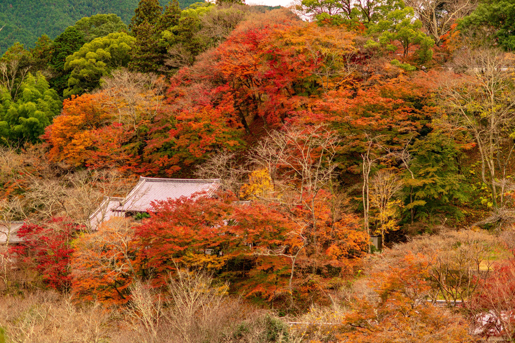奈良の紅葉 ～ 長谷寺より