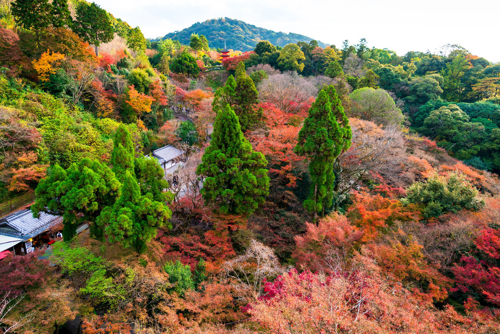 京都の紅葉 ～ 清水寺より