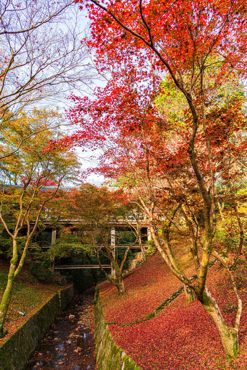 京都の紅葉 ～ 東福寺より