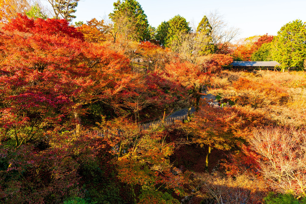 京都の紅葉 ～ 東福寺より
