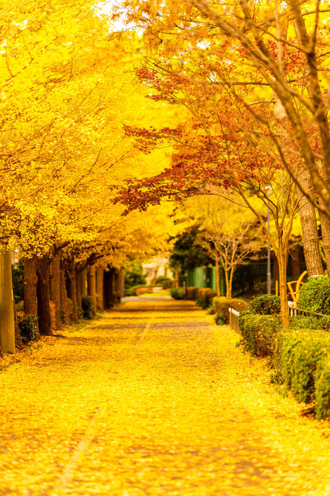 黄金色の並木道