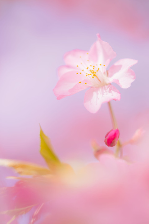 2021年 桜の季節の幕開け ～ 西平畑公園 河津桜