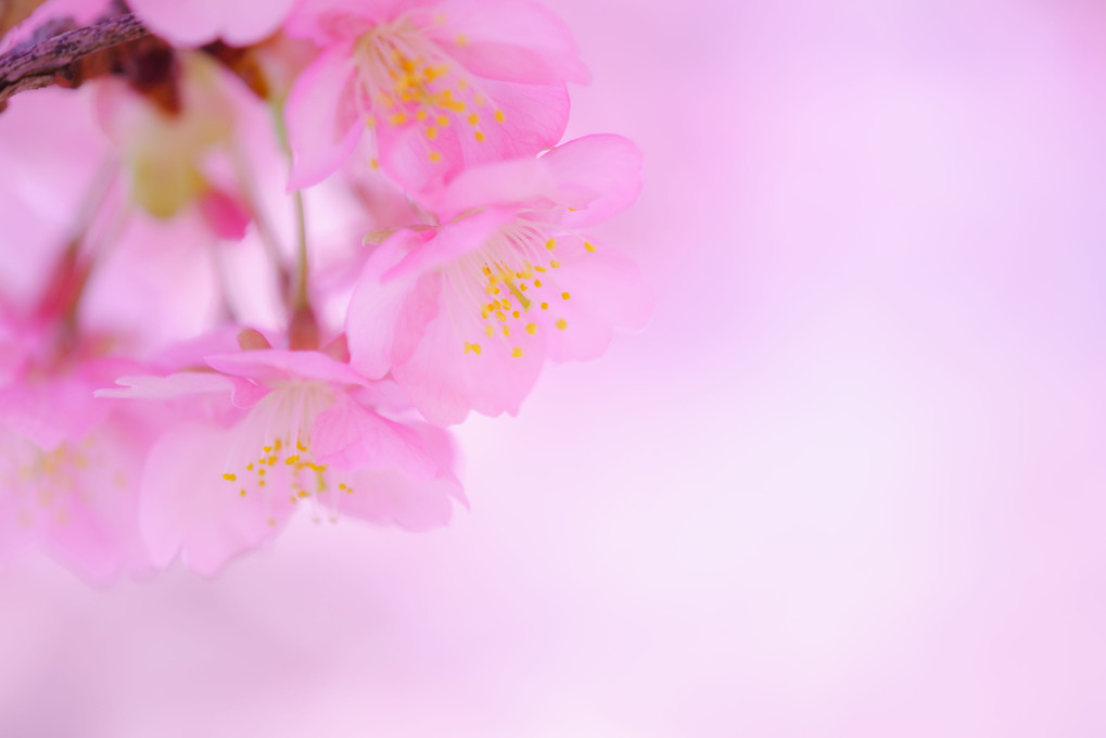 2021年 桜の季節の幕開け ～ 西平畑公園 河津桜