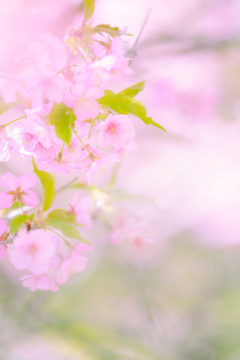 2021年 桜の季節の幕開け ～ 西平畑公園 河津桜