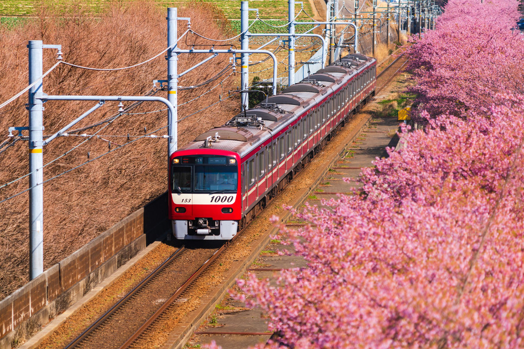 春色電車