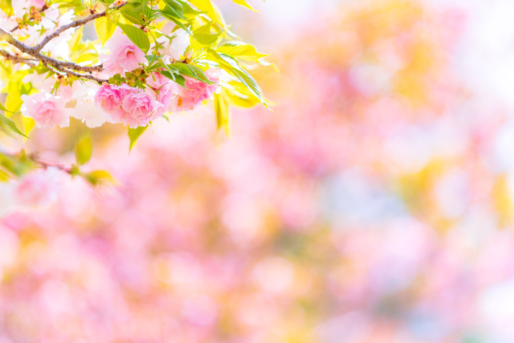 春彩八重桜