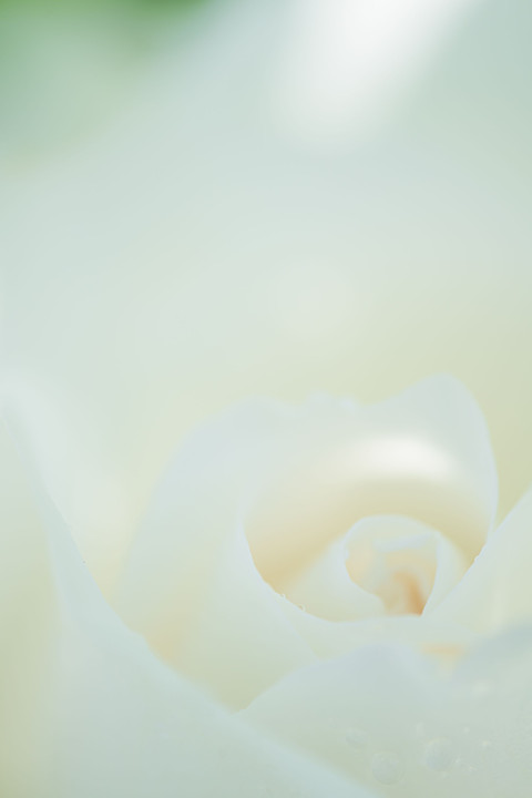 白バラ