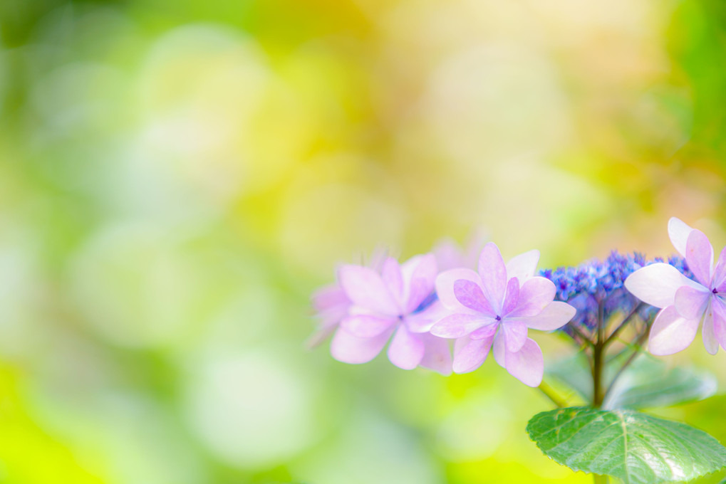 彩色紫陽花