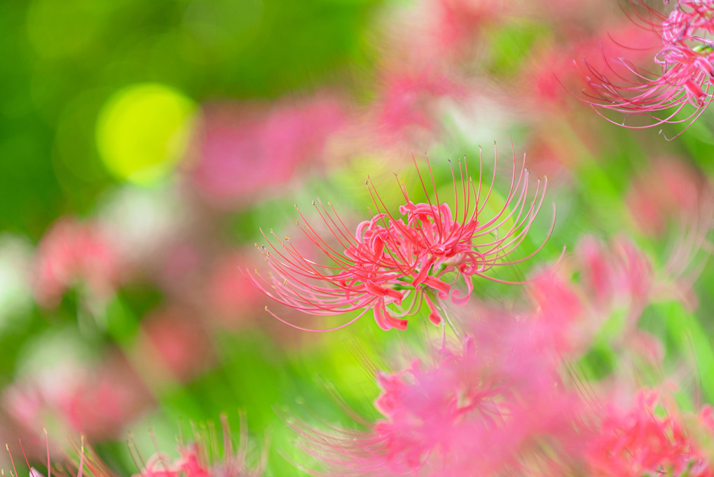 red & green