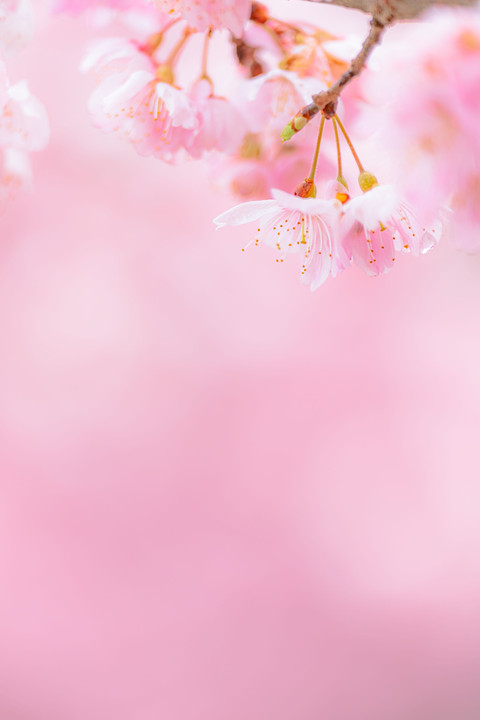 彩色春めき桜