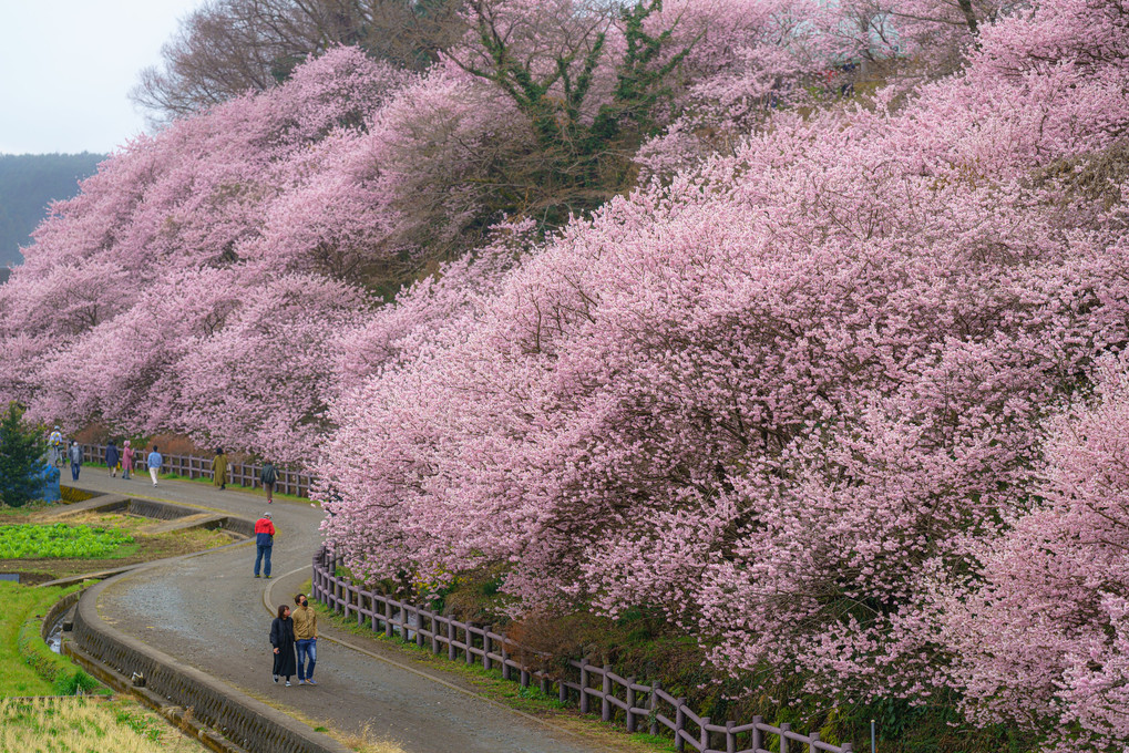 一ノ堰ハラネ春めき桜