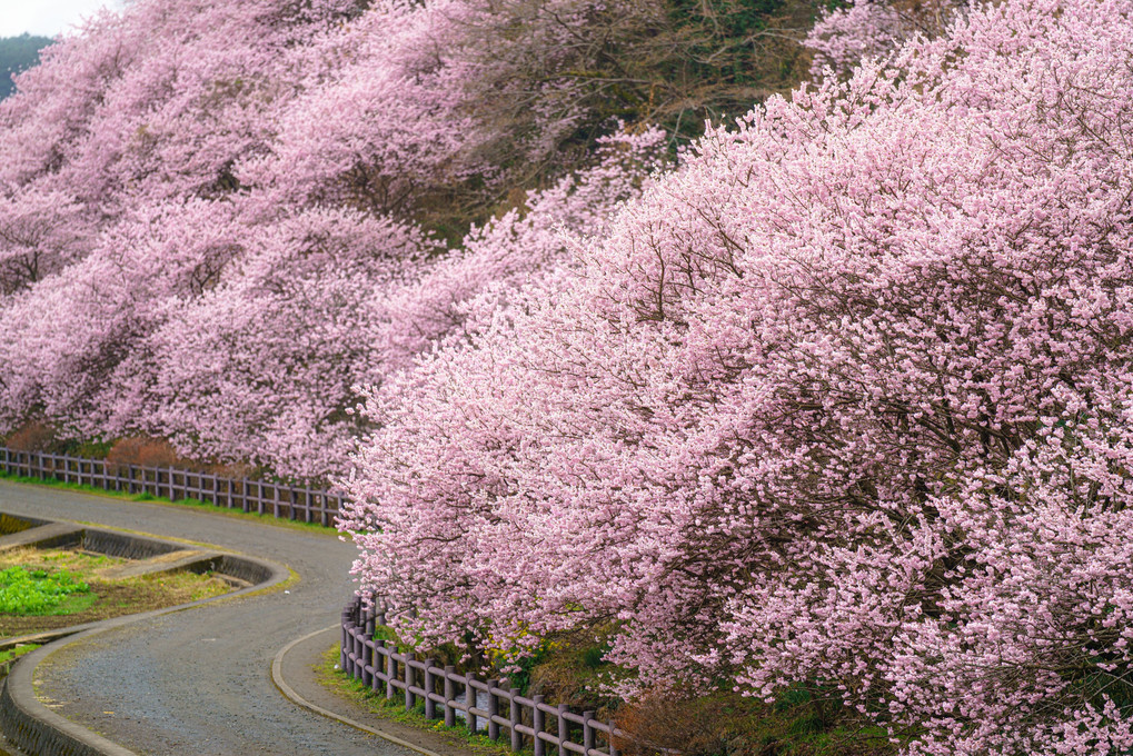 一ノ堰ハラネ春めき桜