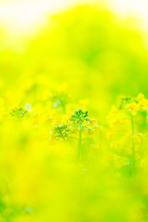 彩色菜の花