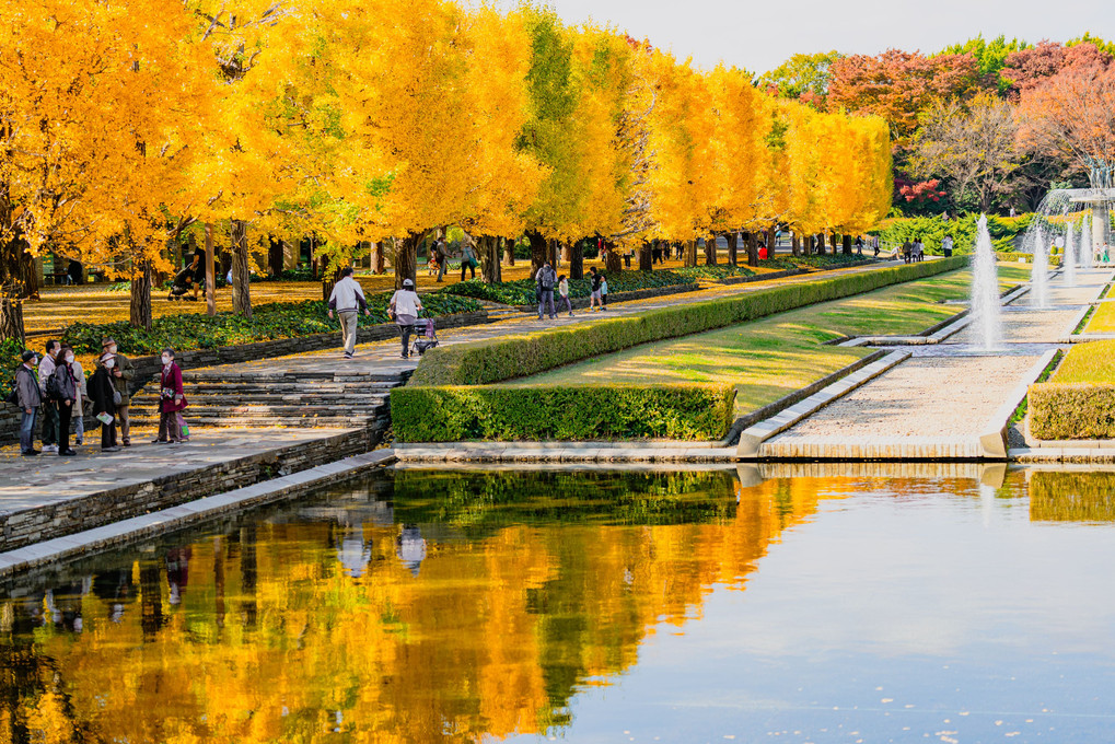 昭和記念公園 秋の彩り