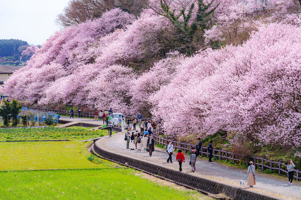 一ノ堰ハラネ春めき桜