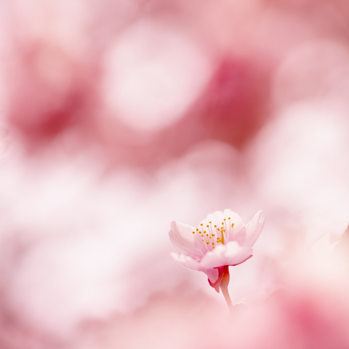 2014年　桜の季節の幕開け