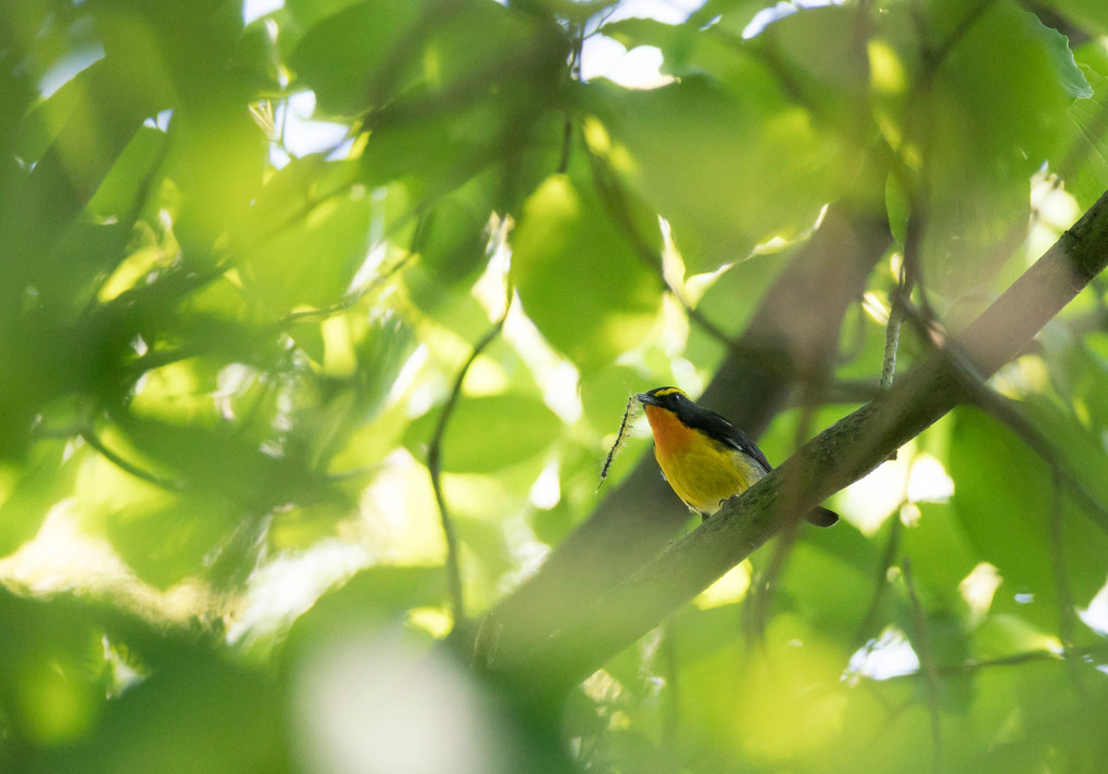 最近出逢った野鳥達 （５枚)