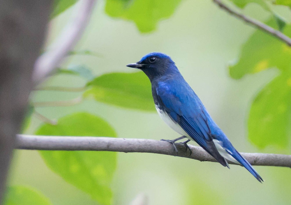 青い鳥