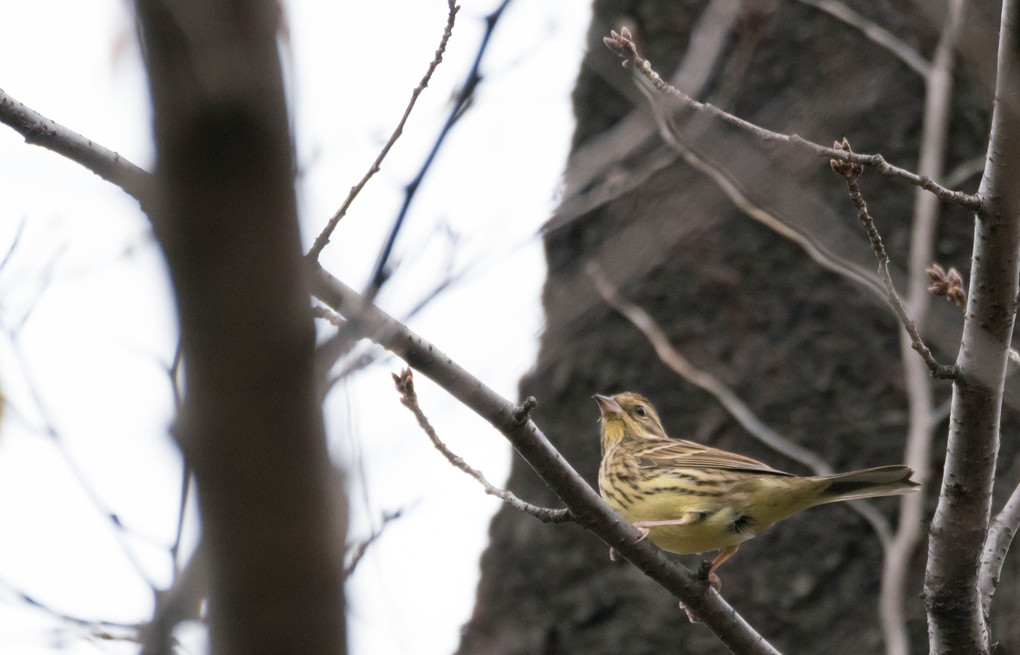 鳴き声はするものの.....