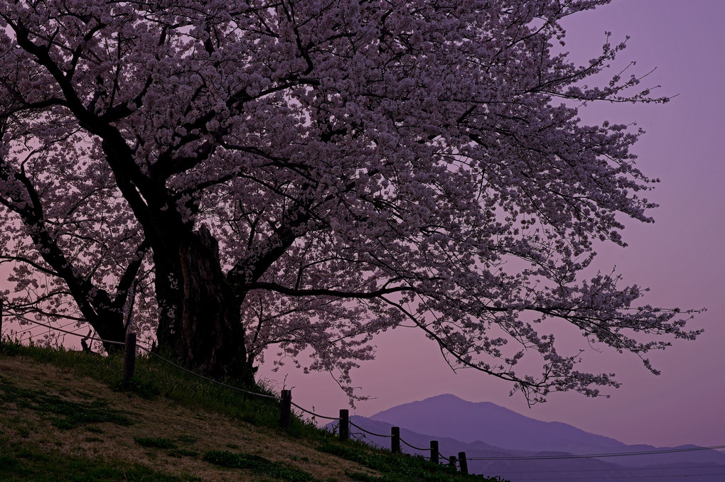 丘の上の大きな桜