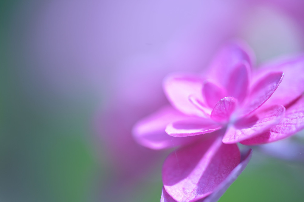 アジサイの花に包まれて