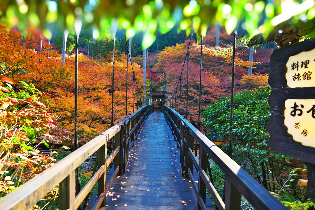 京都　紅葉散策