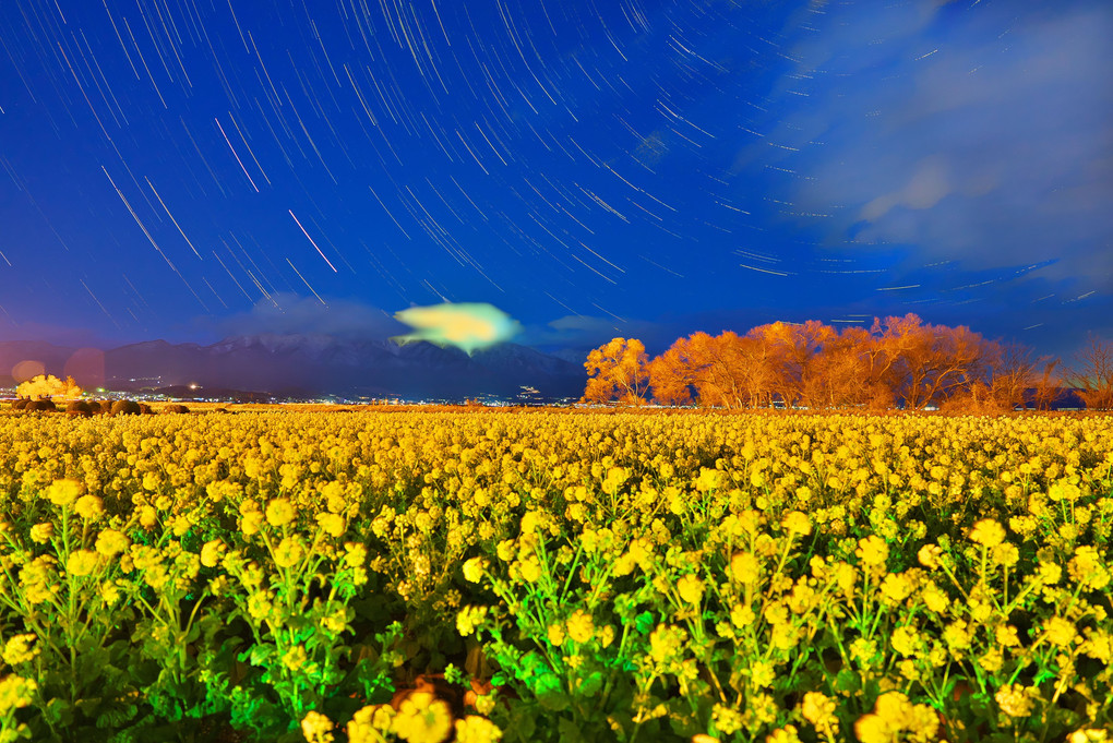 星降る菜の花畑