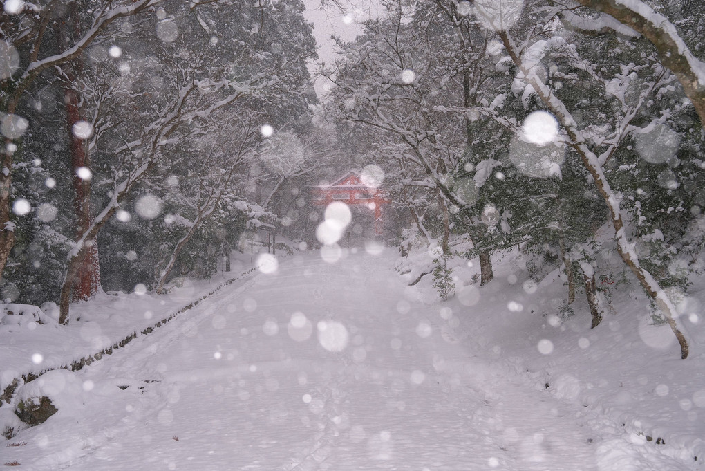 舞い降りる雪に誘われて