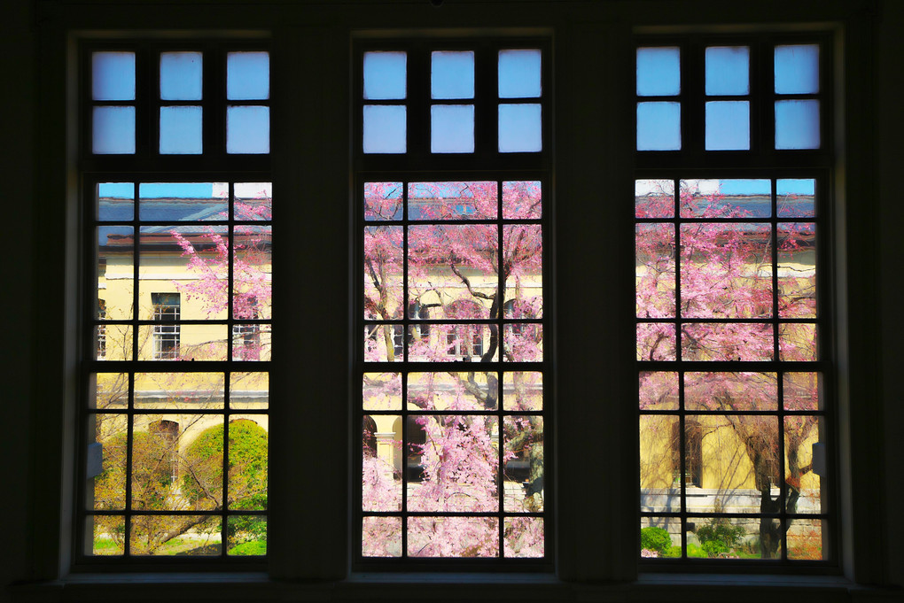 優雅にひらく祇園枝垂れ桜
