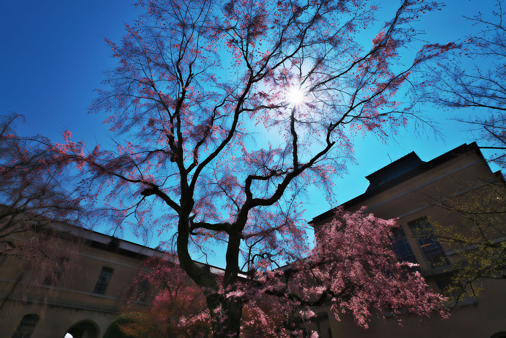 優雅にひらく祇園枝垂れ桜
