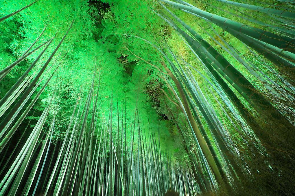 煌めく竹林の小径