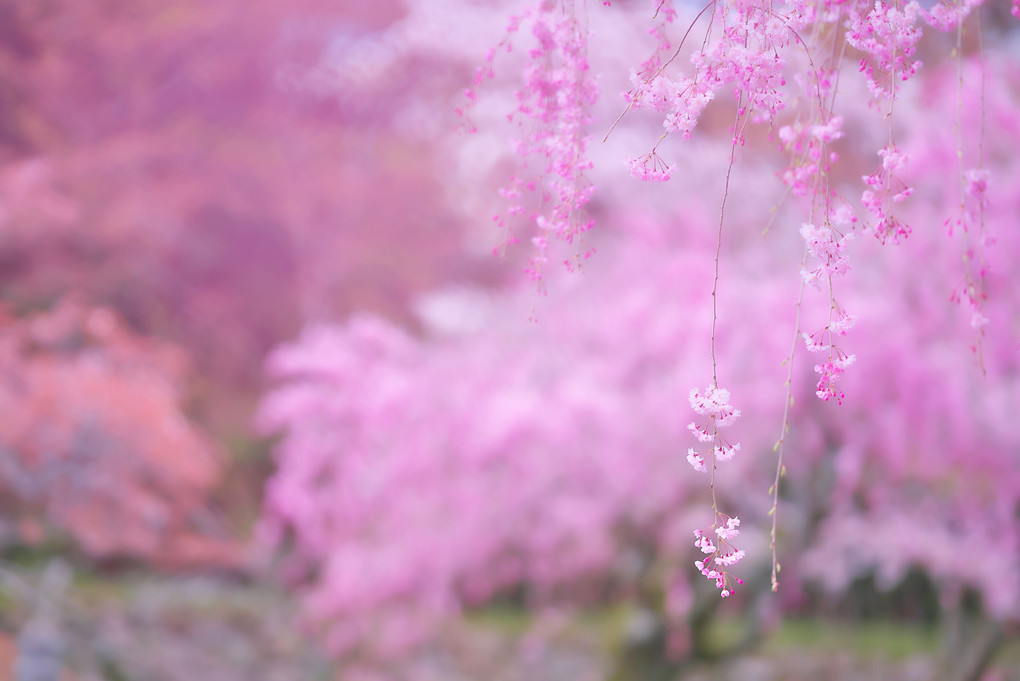 一本枝垂れ桜
