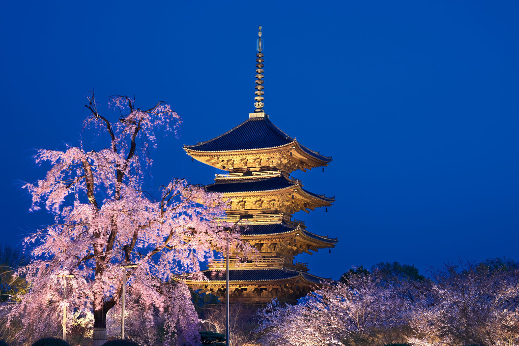 不二桜に魅せられて