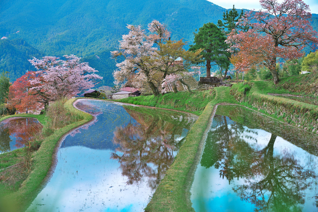 三多気の桜