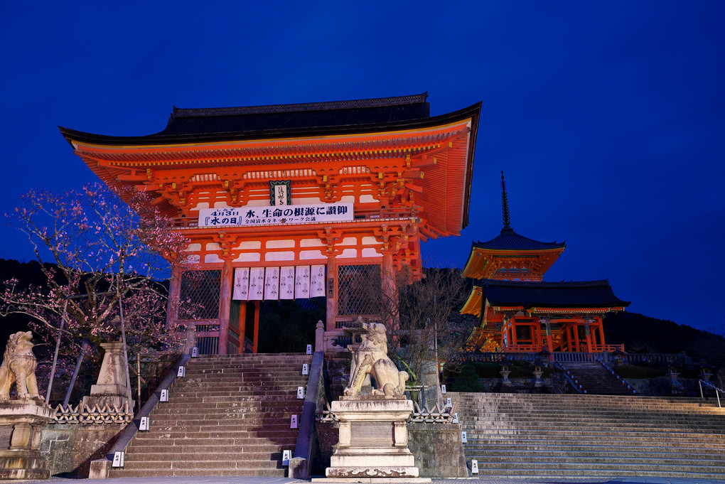 桜の東山界隈散策