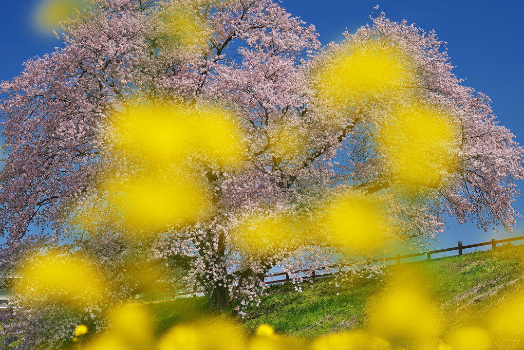 一本桜