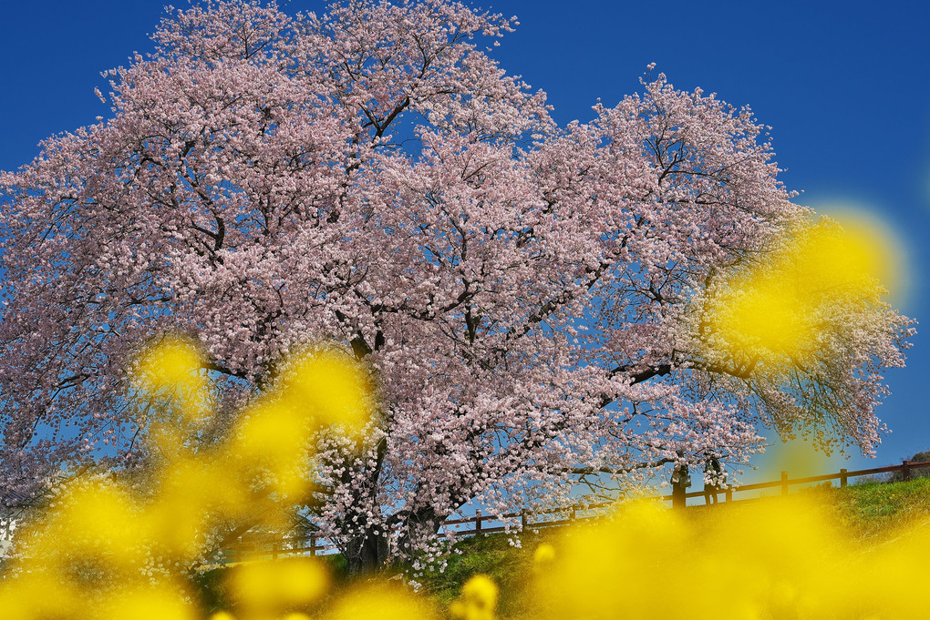 一本桜