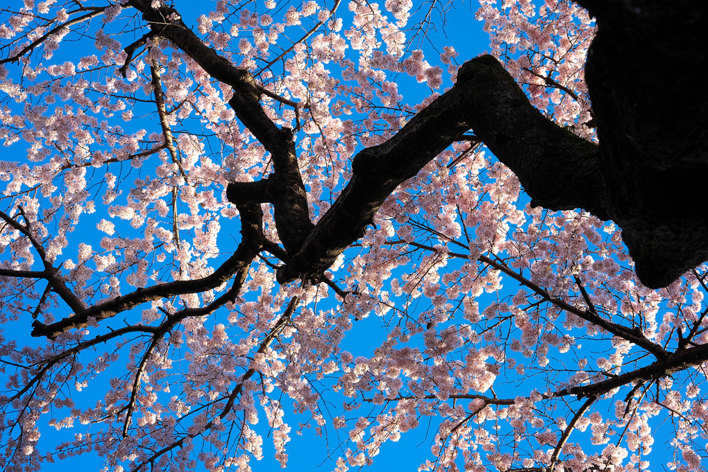 京都　東山界隈桜散策