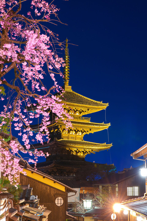 京都　東山界隈桜散策