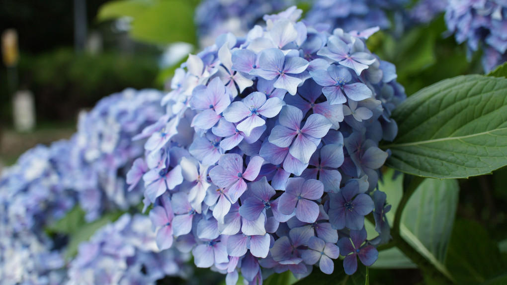 道路沿いの紫陽花