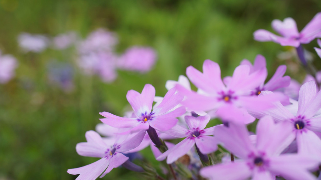 お気に入りのカフェの花