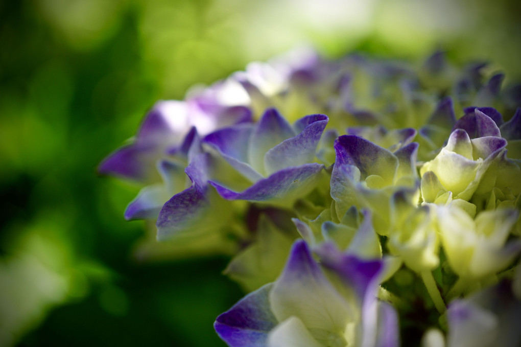 まだ若い紫陽花